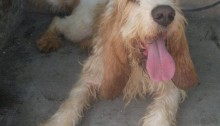 Adopt a Griffon