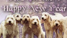 Happy New Year from Adopt a Griffon