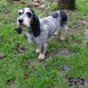 griffon-bleu-de-gascogne-cross