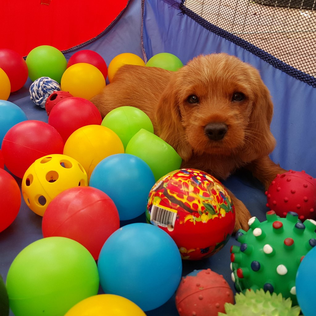 Basset Fauve Puppy having a ball at the ball pool