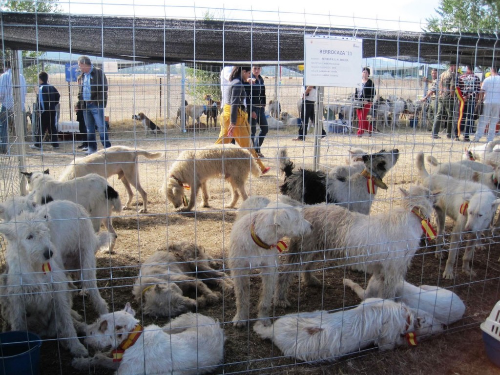 For us griffon lovers it is hard to miss that these Valduezas contain griffon blood