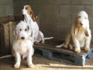 Dos 'Astur-Cántabros’ y un ‘Sabueso’ español