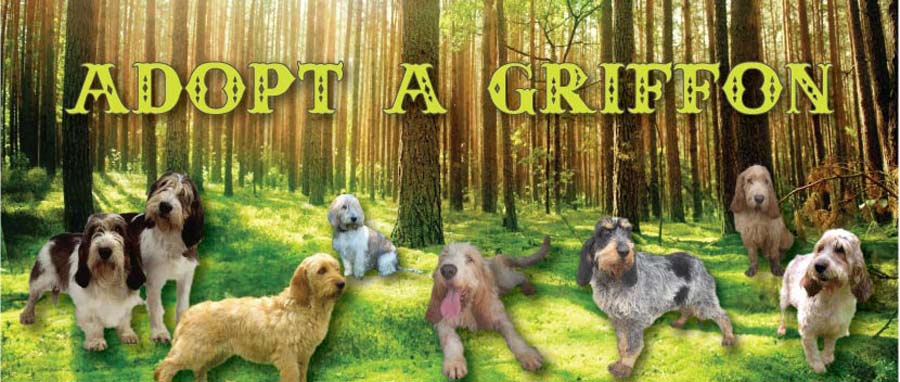 Adopt a Griffon
